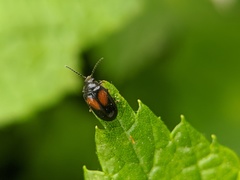 Herthania concinna