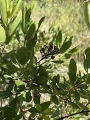 Ceanothus herbaceus
