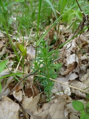Galium concinnum