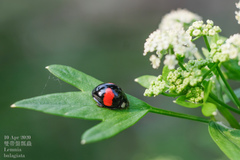 Coelophora biplagiata