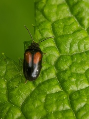 Herthania concinna