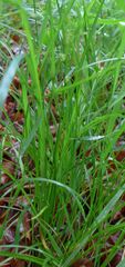 Carex remota