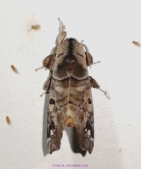 Pantelodes maranhensis