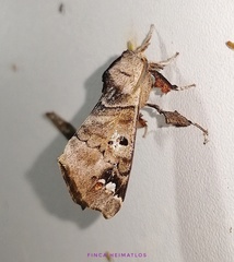 Pantelodes maranhensis