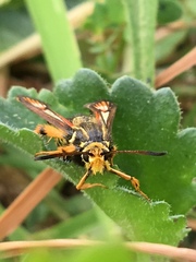 Bembecia ichneumoniformis