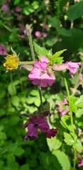 Silene dioica