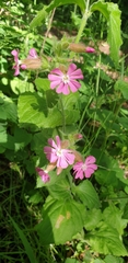 Silene dioica