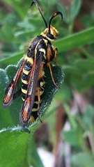 Bembecia ichneumoniformis