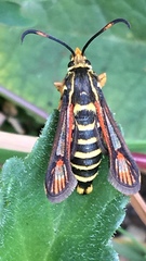 Bembecia ichneumoniformis