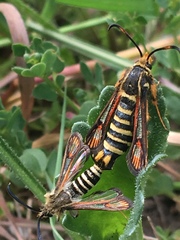 Bembecia ichneumoniformis