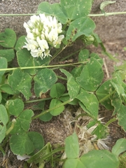Trifolium repens