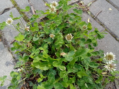 Trifolium repens repens