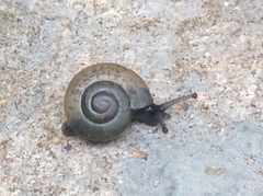 Gastropoda