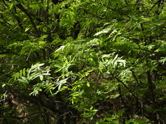 Sorbus discolor
