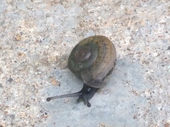 Gastropoda
