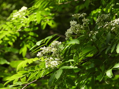 Sorbus discolor