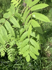 Sorbus aucuparia
