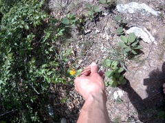 Pseudopodospermum strictum