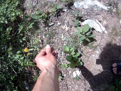 Pseudopodospermum strictum