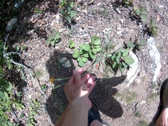 Pseudopodospermum strictum