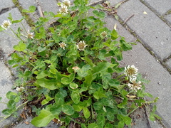 Trifolium repens repens
