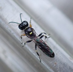 Crossocerus