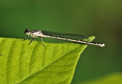 Enallagma durum