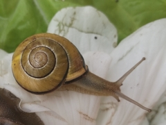 Cepaea nemoralis