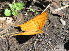 Marpesia harmonia