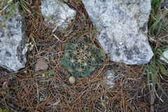 Coryphantha cornifera