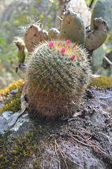 Mammillaria rhodantha
