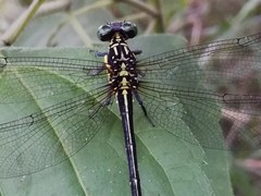 Leptogomphus sauteri formosanus