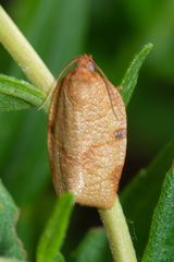 Choristoneura obsoletana