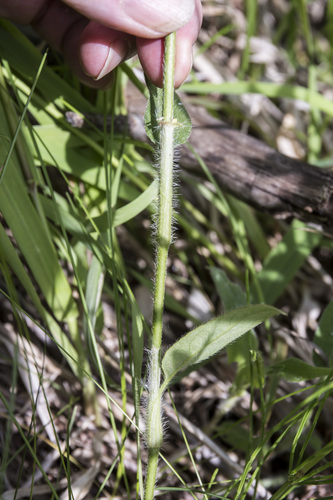 Amphibious Bistort foliage