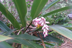 Alpinia nutans