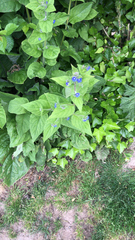 Pentaglottis sempervirens