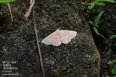 Cerynea punctilinealis