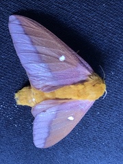 Anisota virginiensis