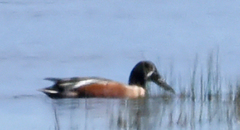 Spatula clypeata × cyanoptera