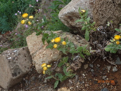 Helichrysum tenax