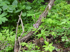 Cardamine macrophylla