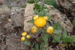 Helichrysum tenax