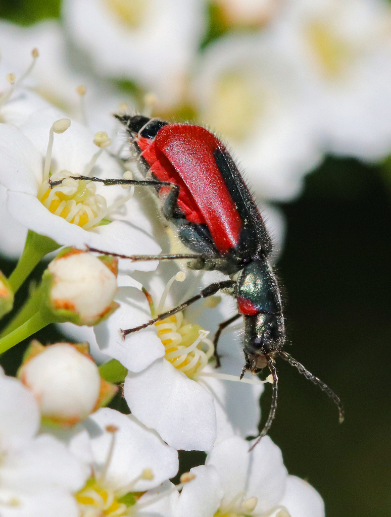 Malachius