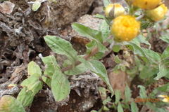 Helichrysum tenax