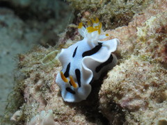 Chromodoris alcalai
