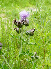 Cirsium arvense