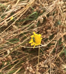 Psilothrix viridicoerulea