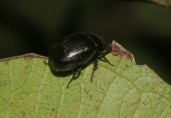 Apogonia cribricollis
