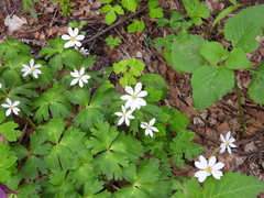 Anemonastrum chinense