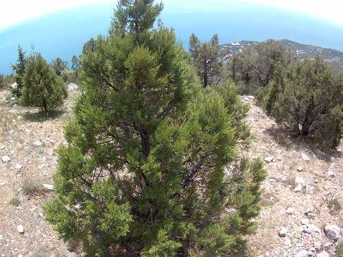 Grecian juniper (Juniperus excelsa)